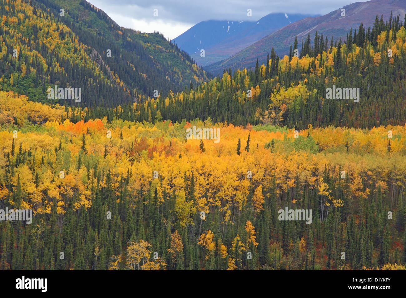 Paysage en automne. Le Parc National Denali, Alaska Banque D'Images