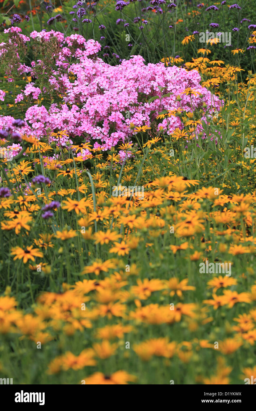 Lit de fleurs colorées avec Phlox et brillante Coneflower dans un jardin Banque D'Images