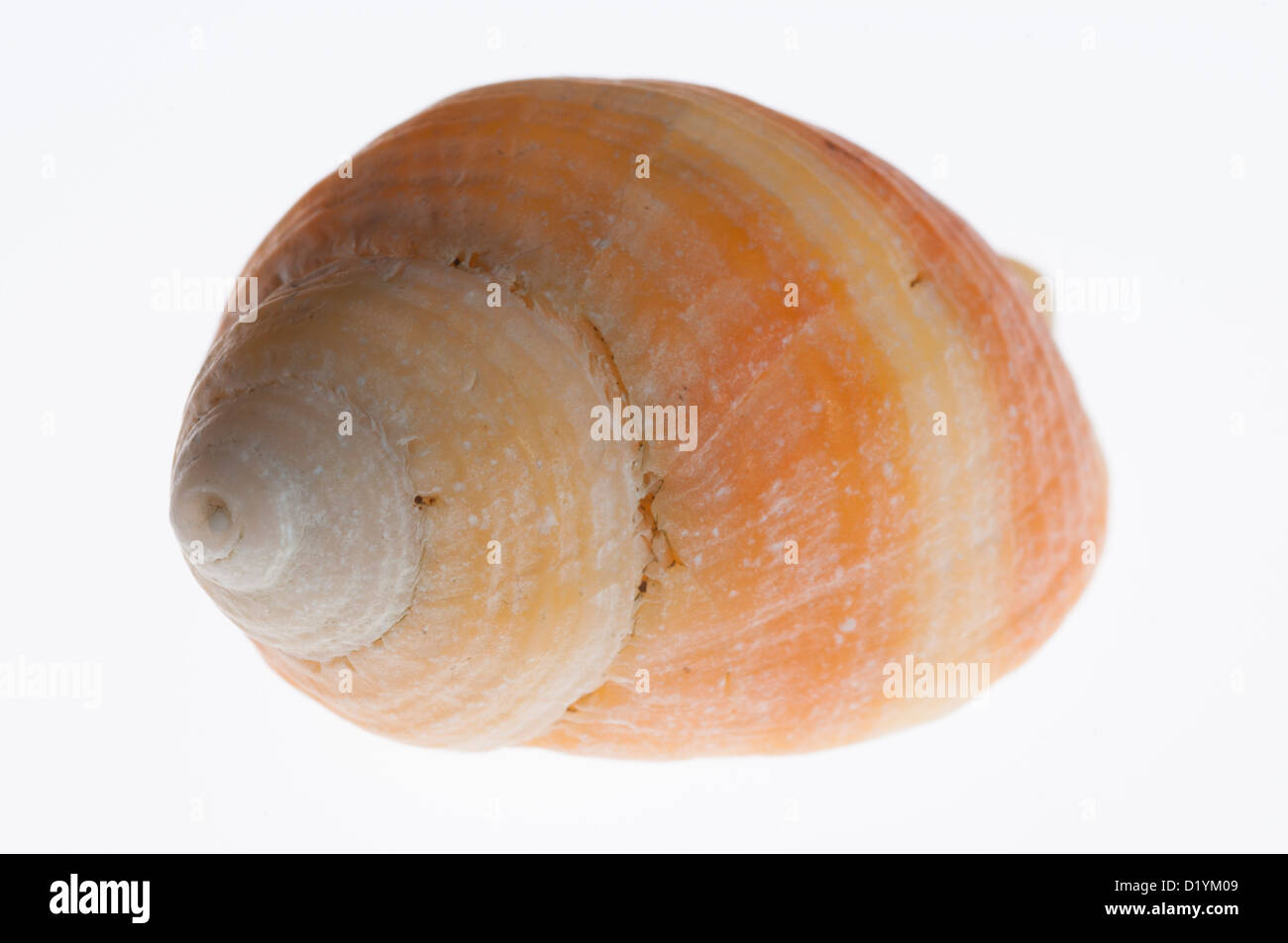 Mer-shell bagué orange sur fond blanc Banque D'Images