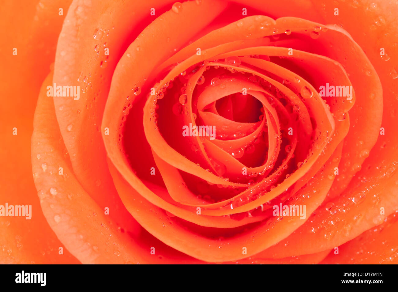 Rose . Orange flower close-up macro image avec les gouttelettes d'eau Banque D'Images