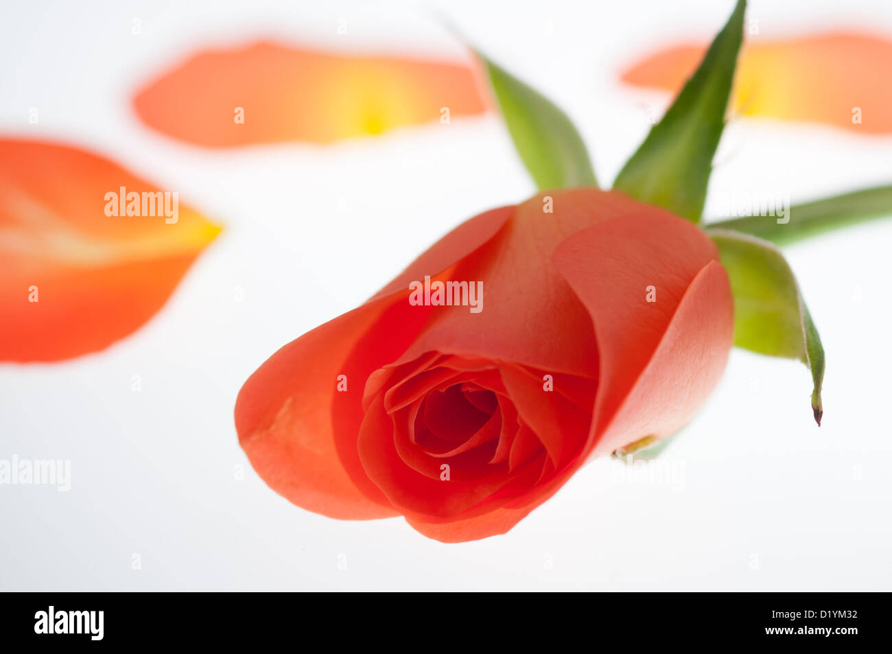 Rose. Seule fleur avec pétales tombés sur fond blanc Banque D'Images