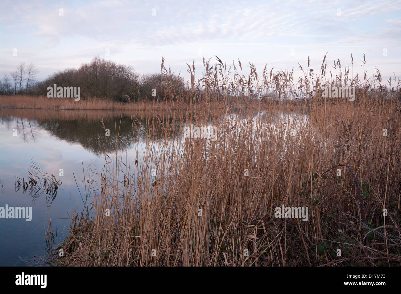 Calme, Paix et tranquillité à un lac avec des roselières à Rye Harbour Nature Reserve East Sussex UK Banque D'Images