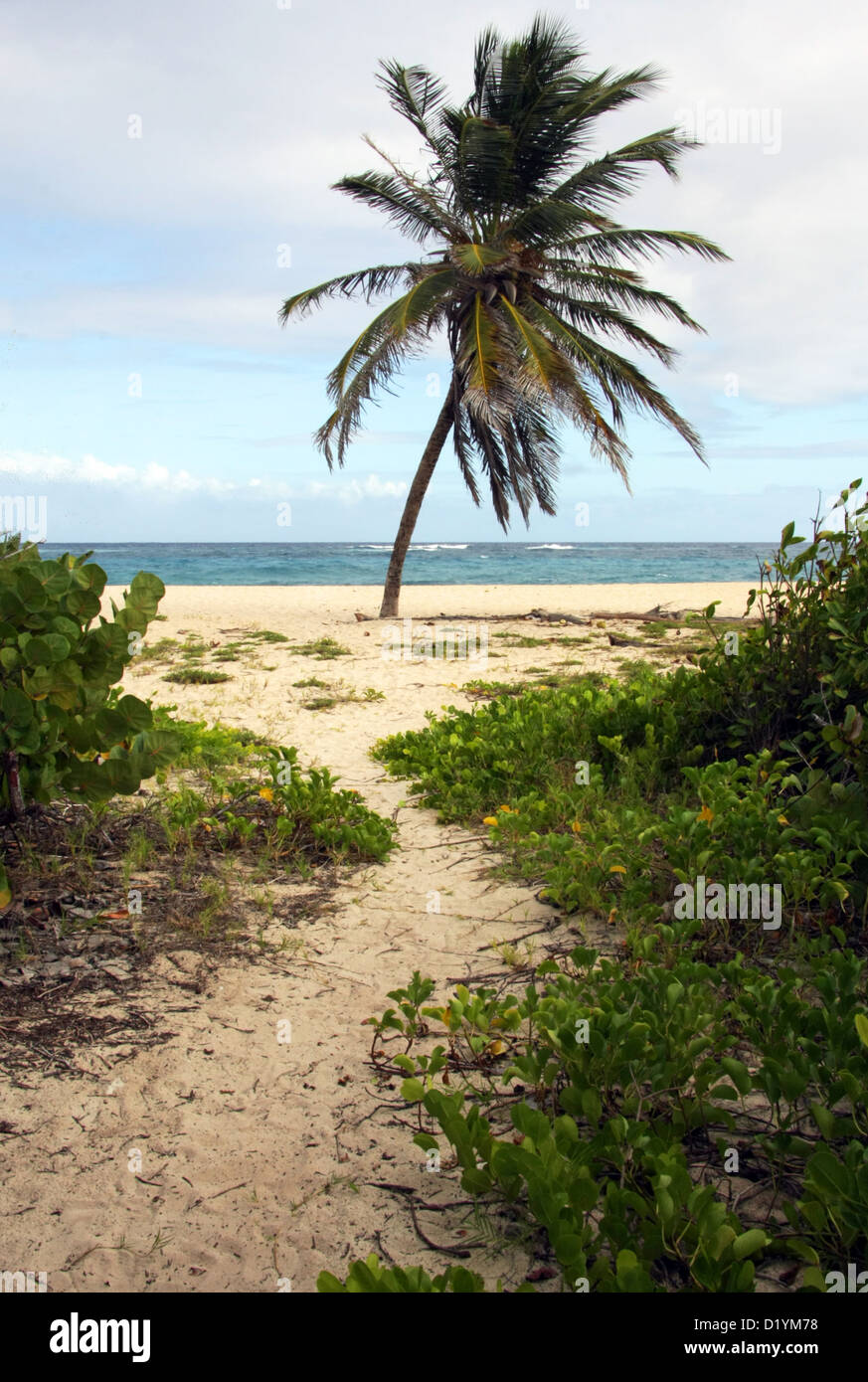 Un chemin menant à la plage avec palmier au Foul Bay en Barbade Banque D'Images