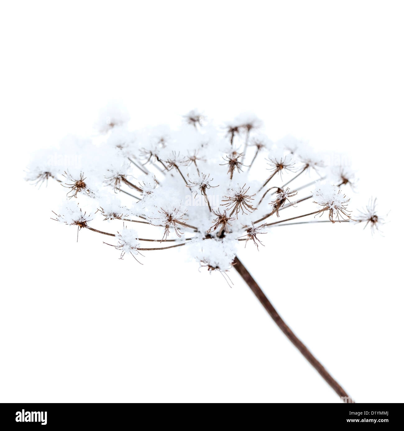Parapluie avec de la neige gelée de fleurs sur fond blanc Banque D'Images