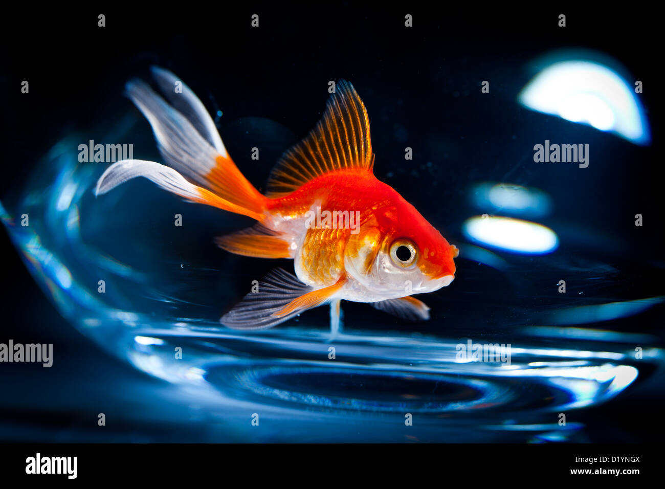 Flotteurs de poissons rouges dans un aquarium sur fond sombre Banque D'Images