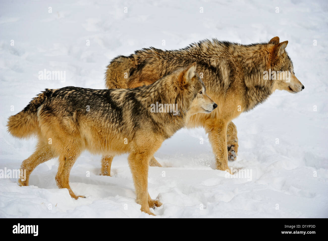 Loup gris Le loup (Canis lupus), spécimen en captivité soulevées, Bozeman, Montana, USA Banque D'Images