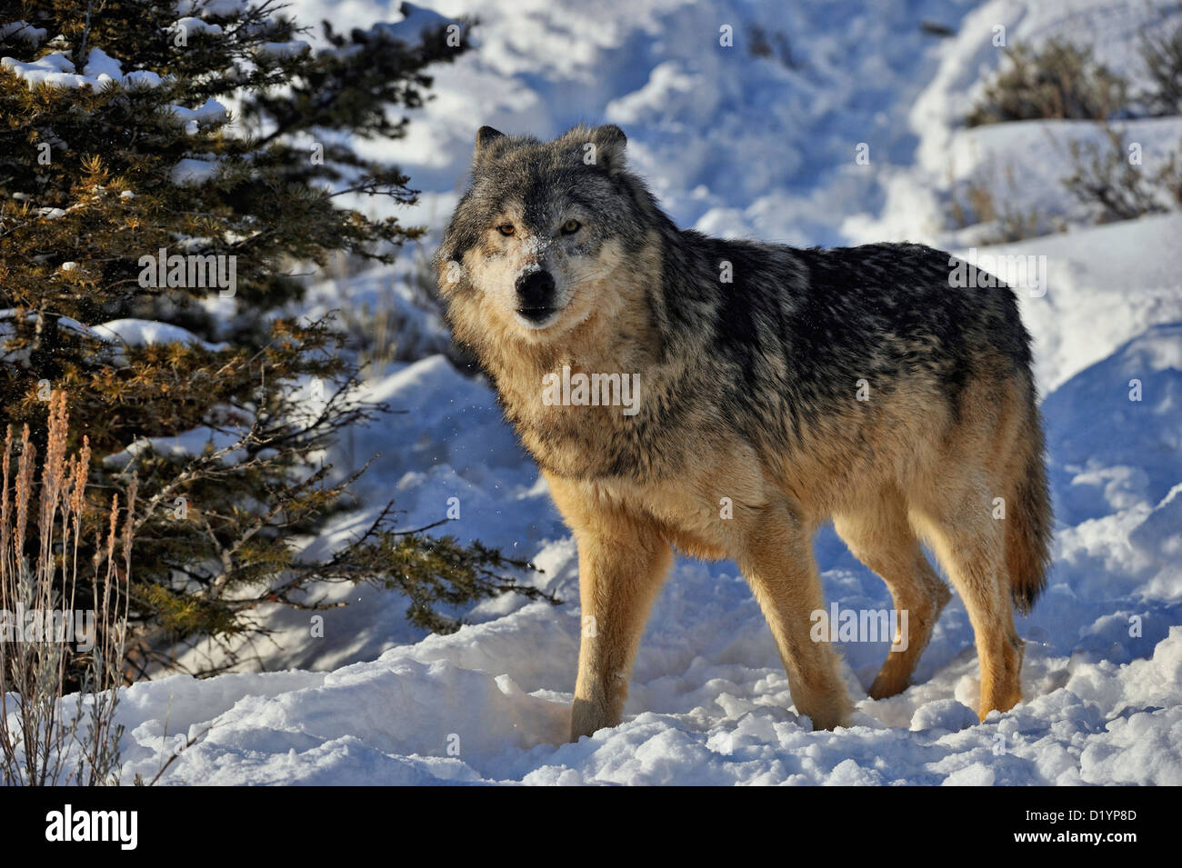 Loup gris Le loup (Canis lupus), l'habitat d'hiver soulevées en captivité spécimen, Bozeman Montana, États-Unis Banque D'Images