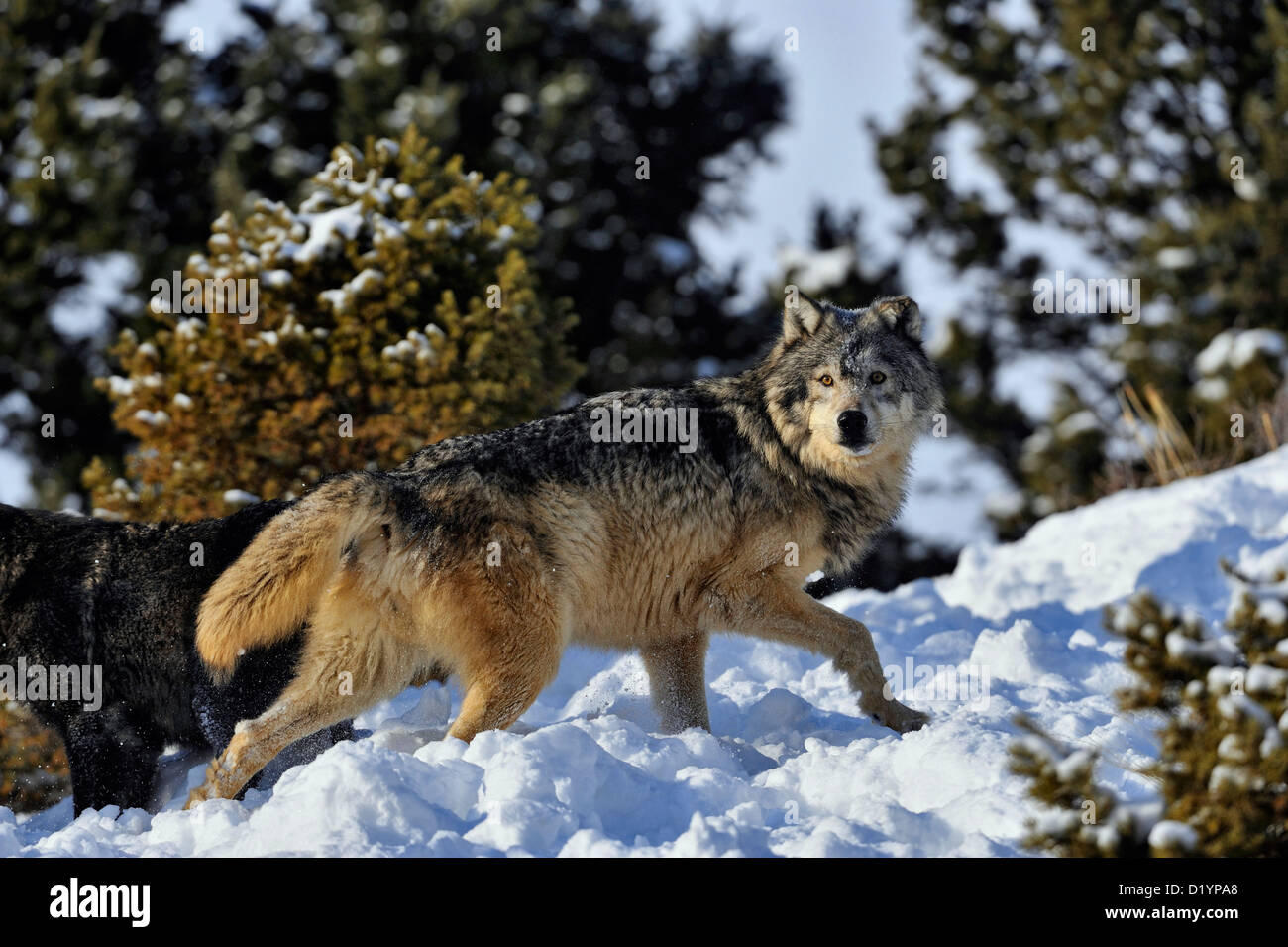 Loup gris Le loup (Canis lupus), l'habitat d'hiver soulevées en captivité spécimen, Bozeman Montana, États-Unis Banque D'Images