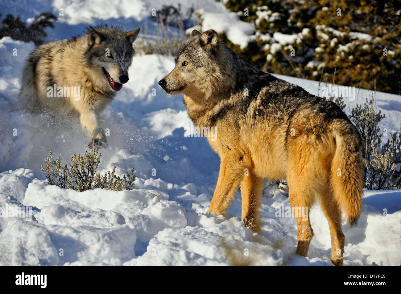 Loup gris Le loup (Canis lupus), spécimen en captivité soulevées, Bozeman, Montana, USA Banque D'Images