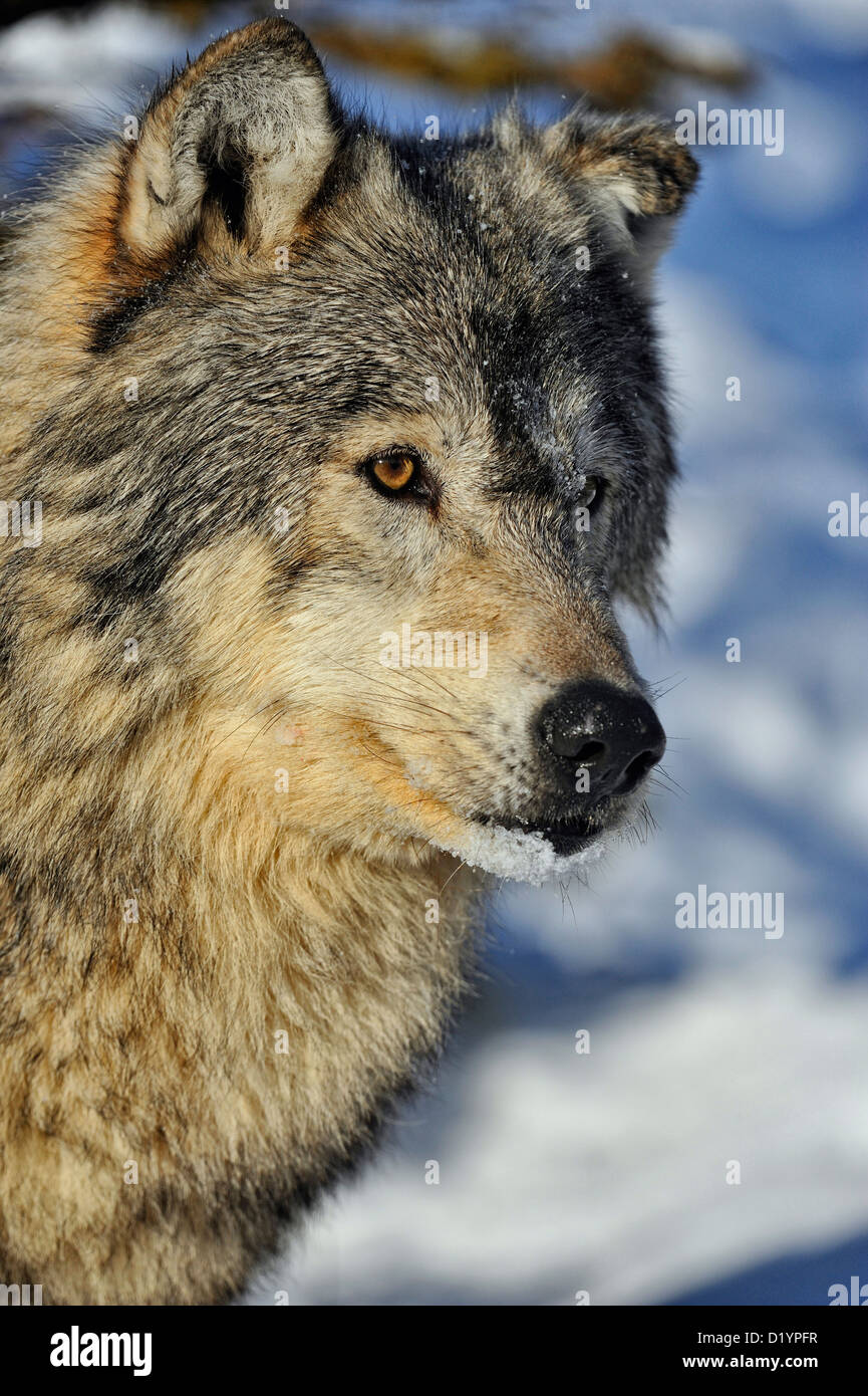 Loup gris Le loup (Canis lupus), spécimen en captivité soulevées, Bozeman, Montana, USA Banque D'Images