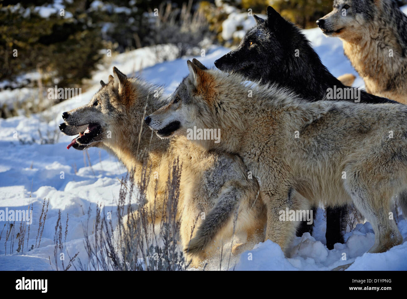 Loup gris Le loup (Canis lupus), le comportement d'interaction Pack soulevées en captivité spécimen, Bozeman Montana, États-Unis Banque D'Images