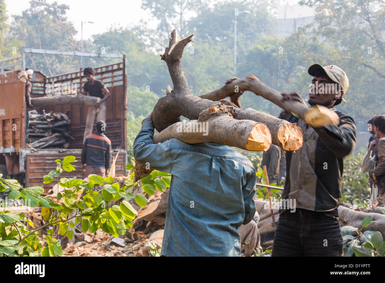 L'abattage des arbres et la collecte de bois, près de Delhi, Inde Banque D'Images