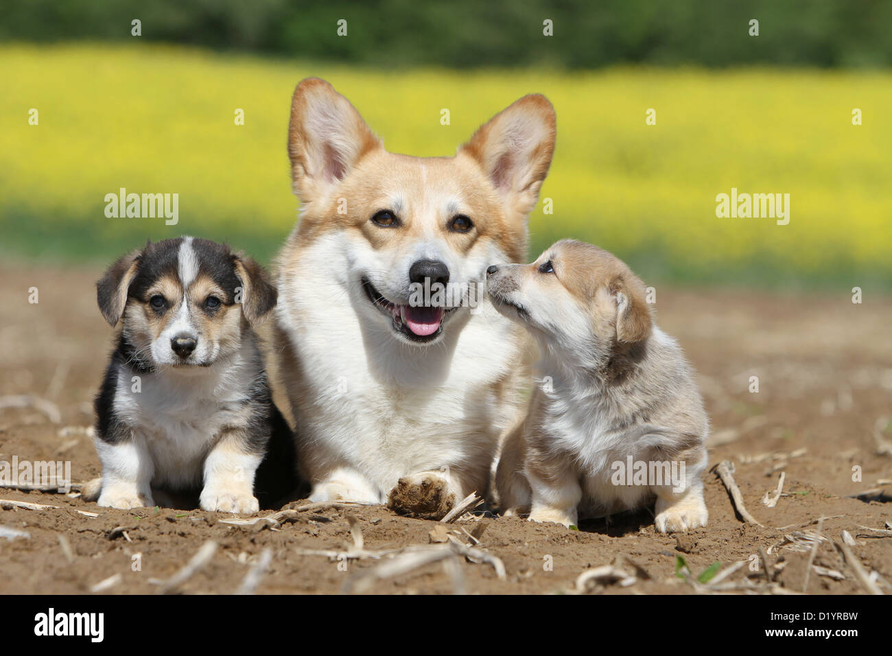 Pembroke Welsh Corgi chien adulte et deux chiots différentes couleurs assis Banque D'Images