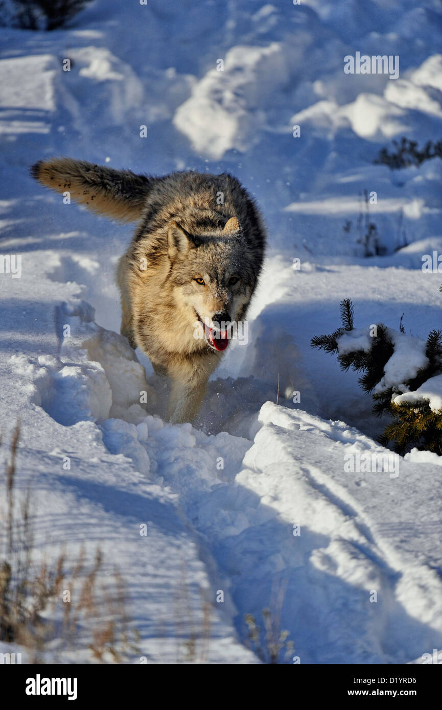 Loup gris Le loup (Canis lupus) fonctionnant en bas snowy hillside, soulevée en captivité spécimen, Bozeman Montana, États-Unis Banque D'Images