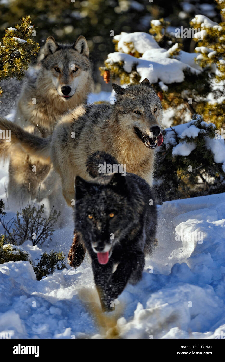 Loup gris Le loup (Canis lupus) fonctionnant en bas snowy hillside, soulevée en captivité spécimen, Bozeman Montana, États-Unis Banque D'Images