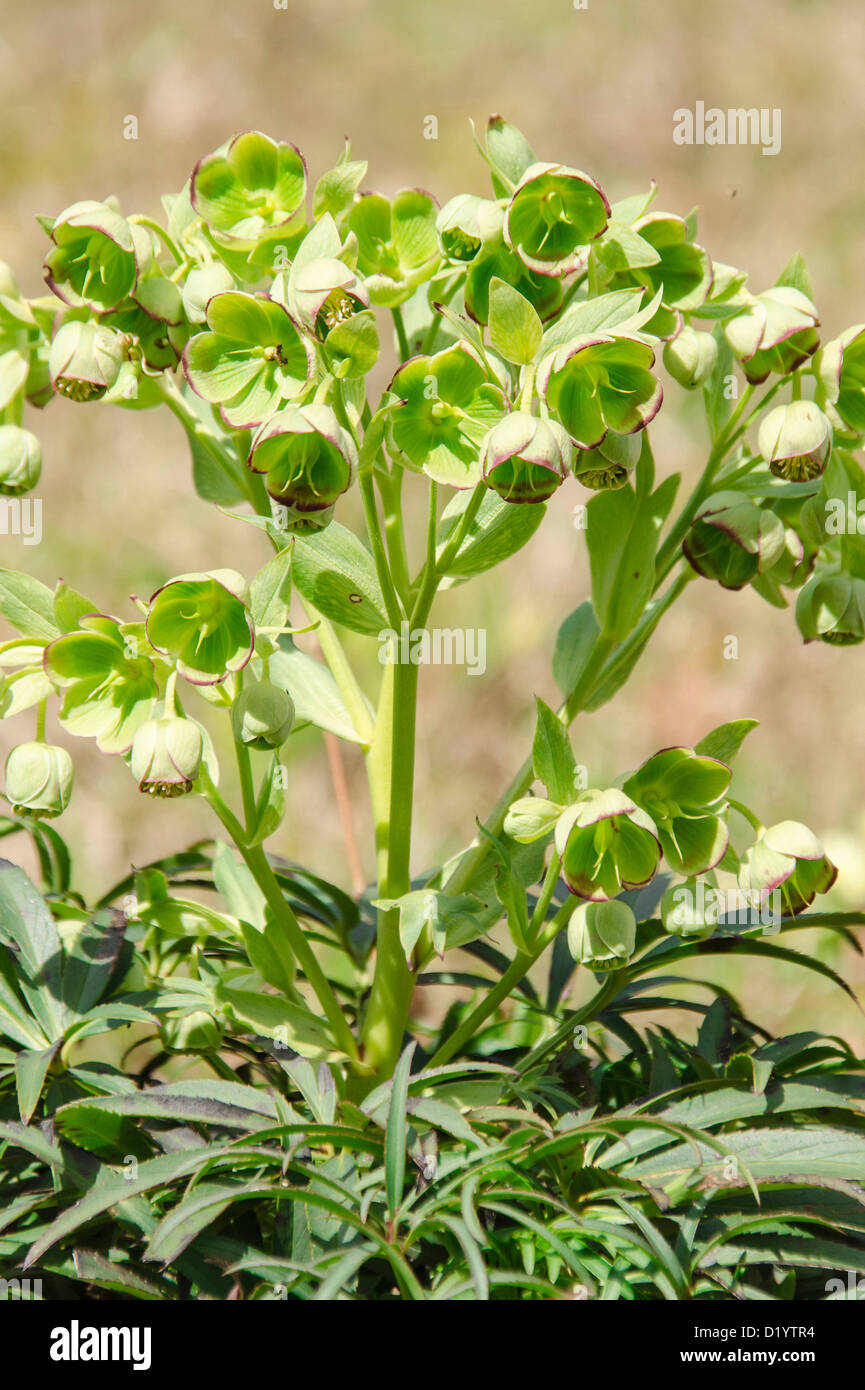 L'hellébore fétide (helleborus foetidus) Floraison janvier/avril, poussant sur une réserve naturelle dans la campagne Herefordshire Banque D'Images