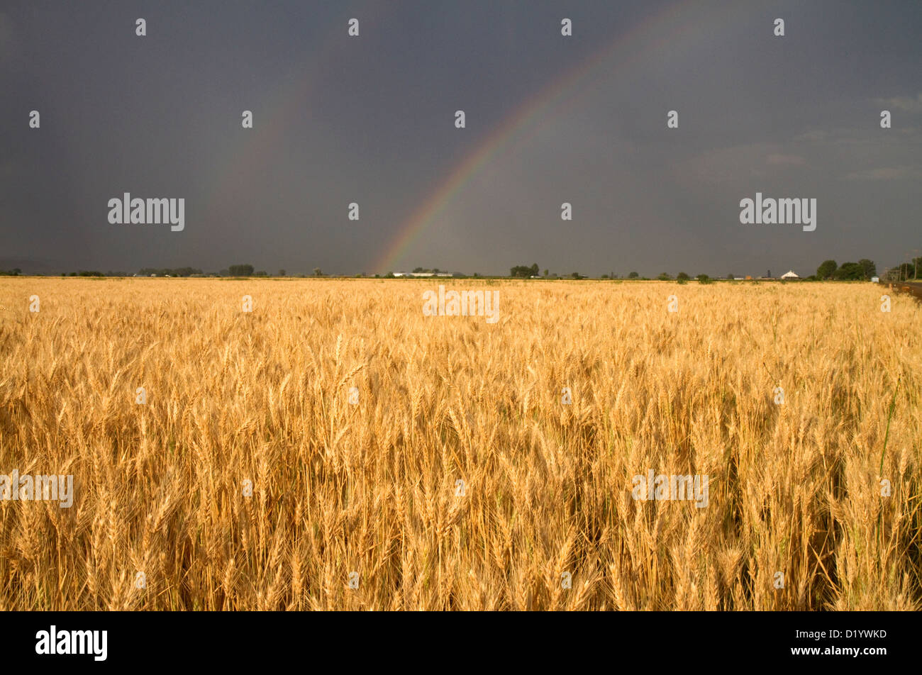 Champ de blé doré avec rainbow in the sky, Payette Comté, California, USA. Banque D'Images