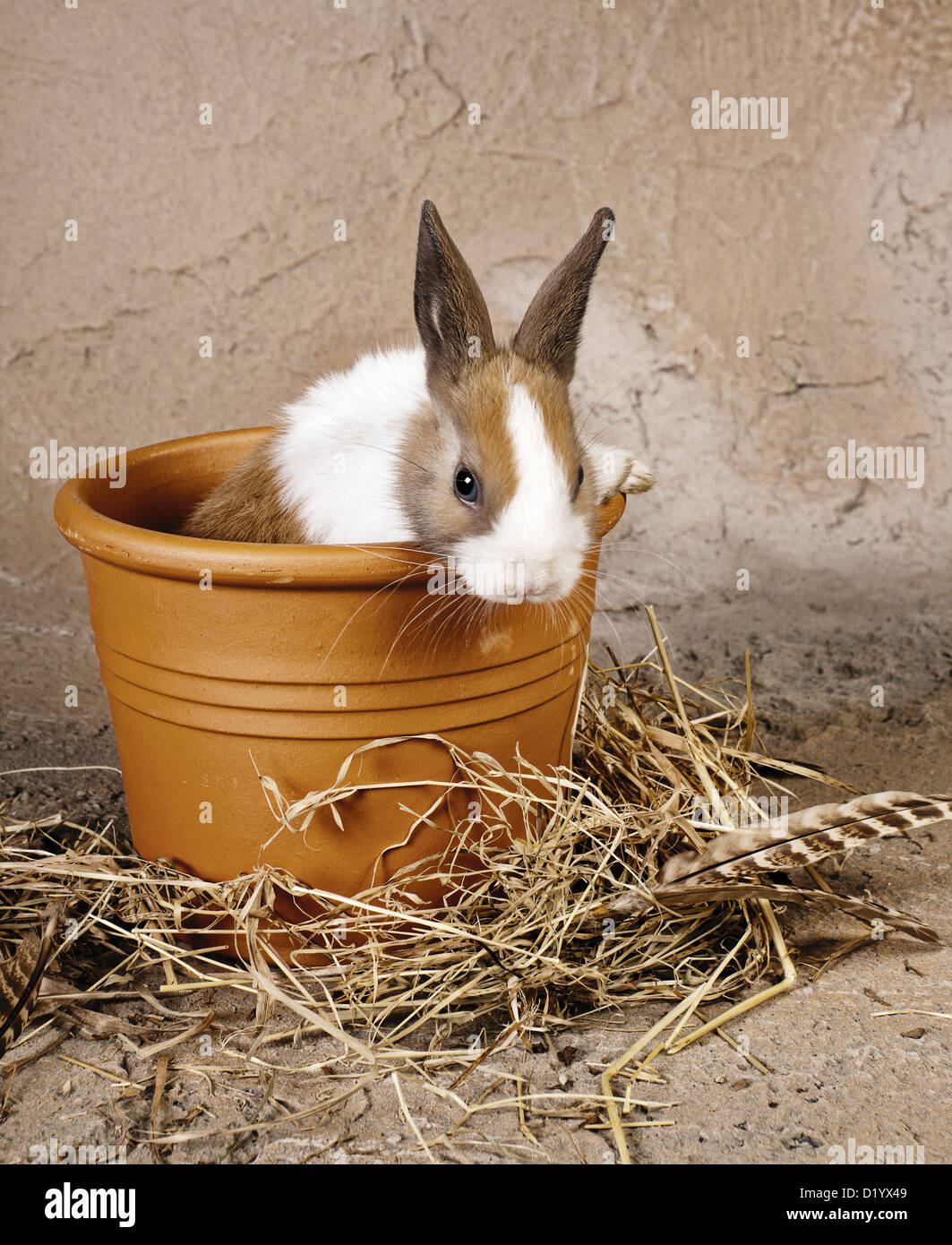 Cache-pot rustique avec un nouveau-né lapin dans c Photo Stock - Alamy