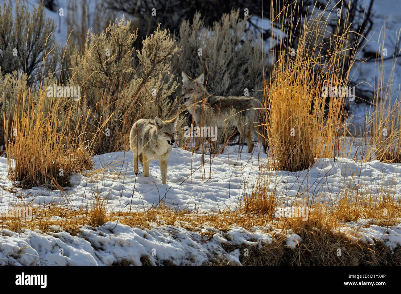 Le Coyote (Canis latrans) Comité permanent sur la rivière Gardner près de vieux loup kill, le Parc National de Yellowstone, Wyoming, USA Banque D'Images