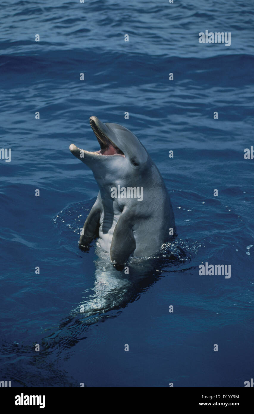 Delphin, Islas de la Bahia, Hunduras, Caraïbes Banque D'Images
