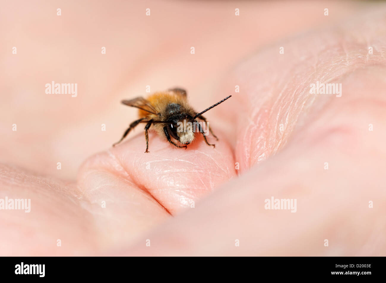 Mâle jaune abeille maçonne (Osmia bicornis) sur une main humaine mâle Banque D'Images