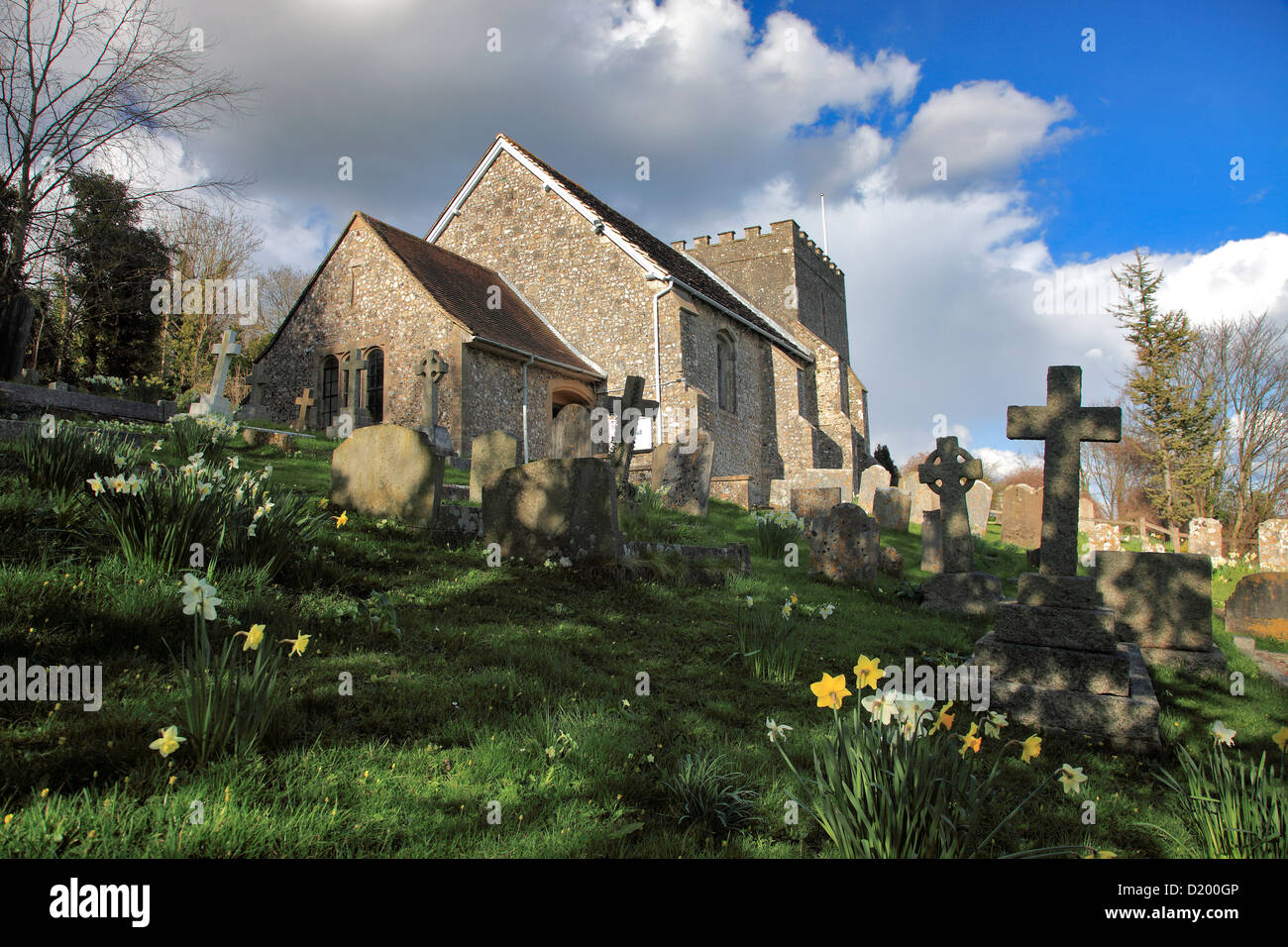 Printemps jonquilles, cimetière de St Nicholas Church dans le parc du château, le village de Gallician Gallician, Sussex, England, UK Banque D'Images