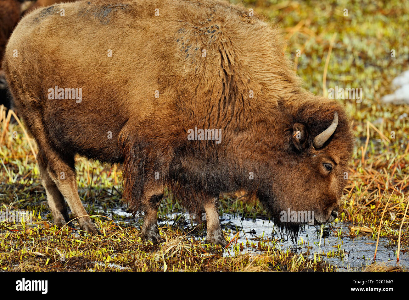 Bison d'Amérique l'alimentation et de boire dans une zone humide chauffée par l'écoulement d'eau de source chaude, le Parc National de Yellowstone, Wyoming, USA Banque D'Images