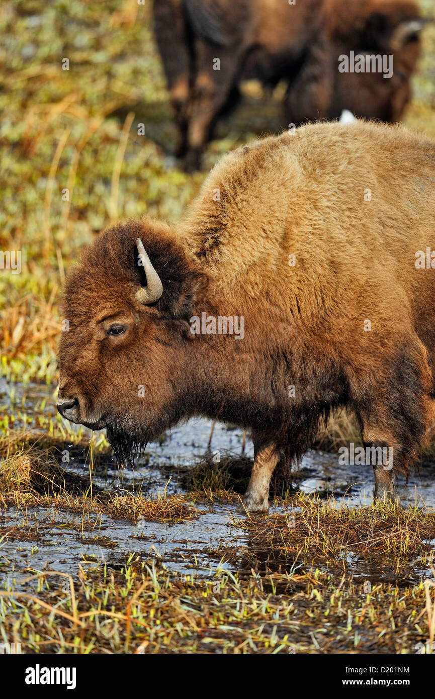 Bison d'Amérique l'alimentation et de boire dans une zone humide chauffée par l'écoulement d'eau de source chaude, le Parc National de Yellowstone, Wyoming, USA Banque D'Images