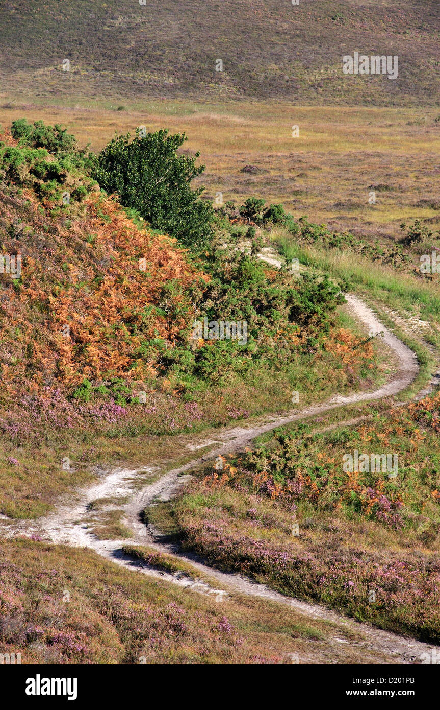 Vue d'Godlingston Heath Dorset UK Banque D'Images