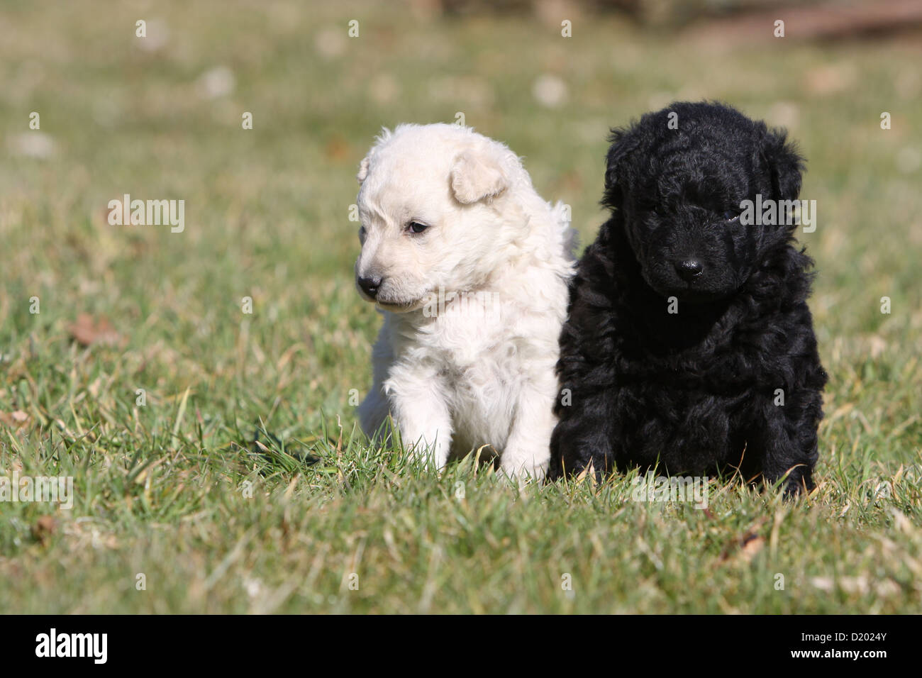 Chien Mudi (berger hongrois) deux chiots noir et blanc assis Banque D'Images