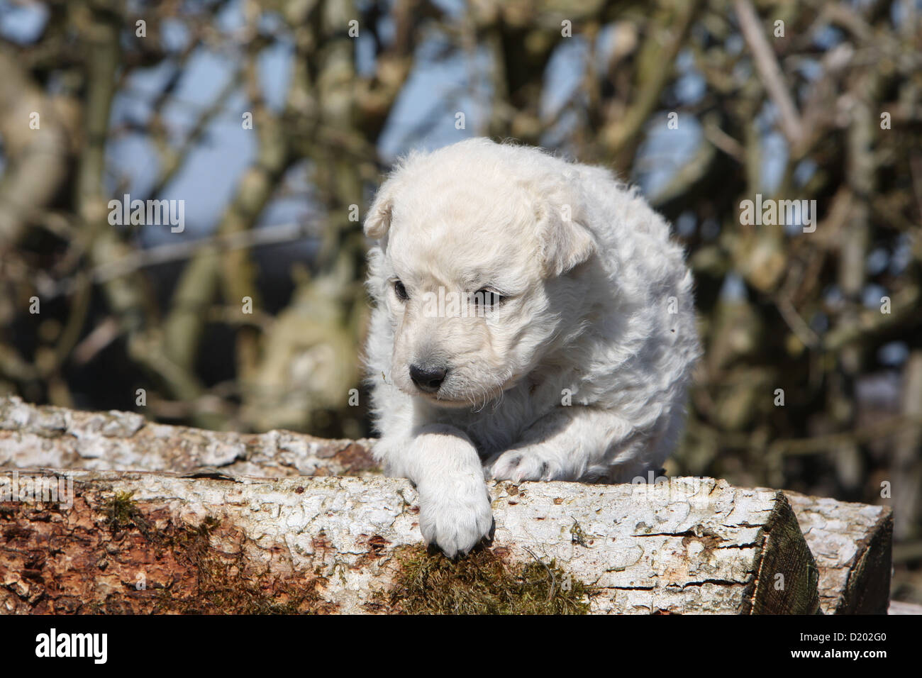 Chien Mudi Berger Hongrois Chiot Blanc Sur Un Bois Photo Stock Alamy