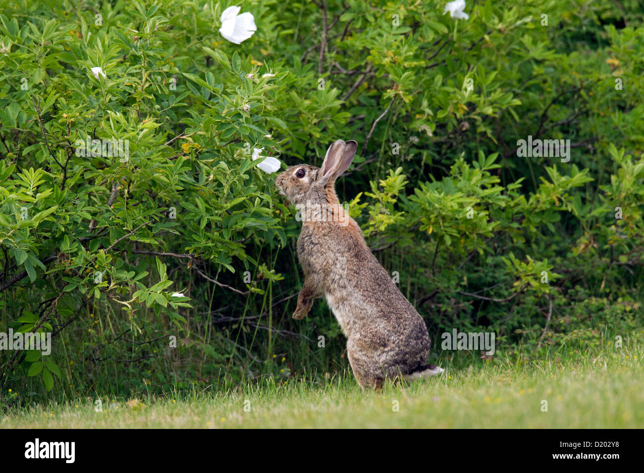 Lapin européen / lapin commun (Oryctolagus cuniculus) debout et manger les feuilles de terrain le long de Bush Banque D'Images