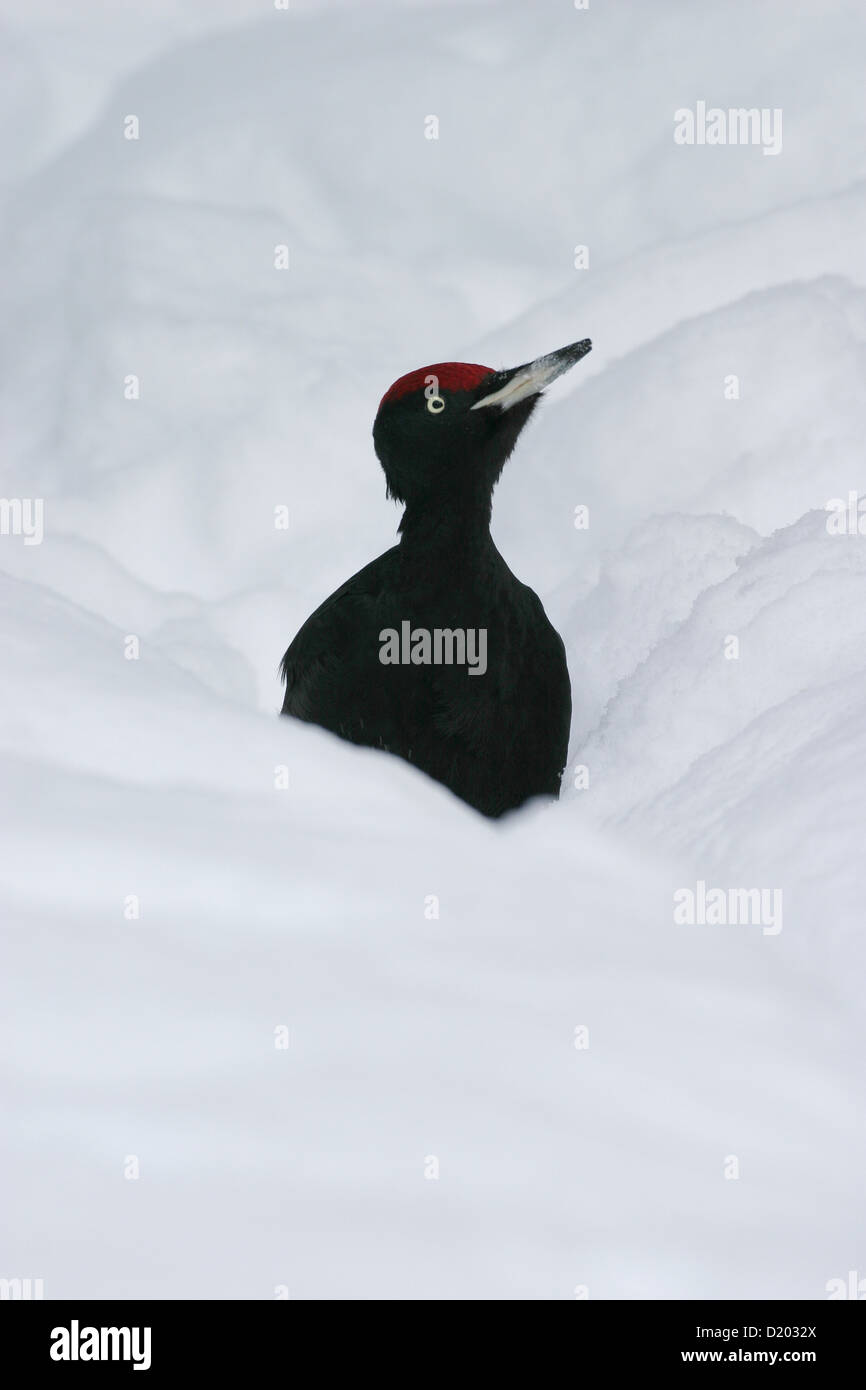 Pic noir Dryocopus martius mâle dans la neige Banque D'Images