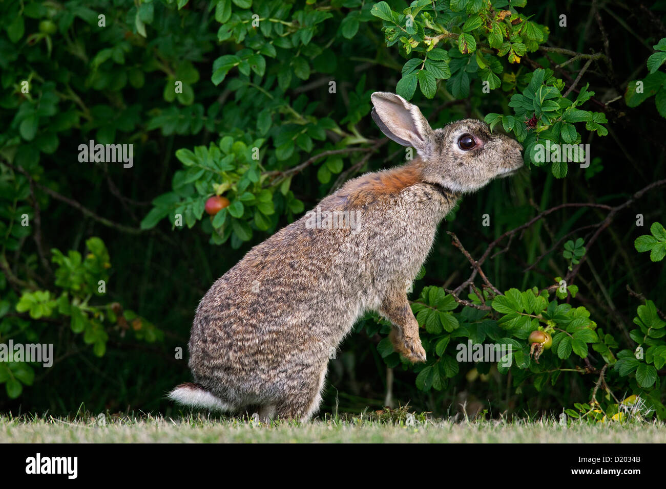 Lapin européen / lapin commun (Oryctolagus cuniculus) dans la zone debout et manger les feuilles de bush le long du bord de la forêt Banque D'Images