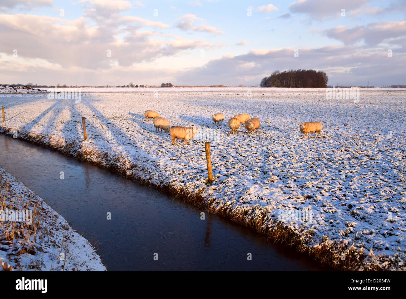 Dutch troupeau de moutons sur les pâturages d'hiver par canal Banque D'Images