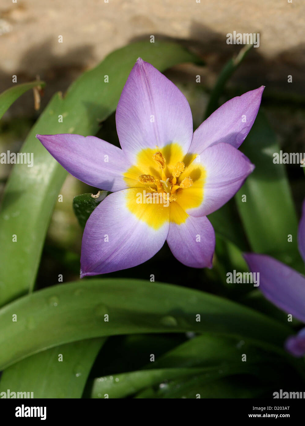 Tulipa bakeri 'Lilac Wonder', Liliaceae. Banque D'Images