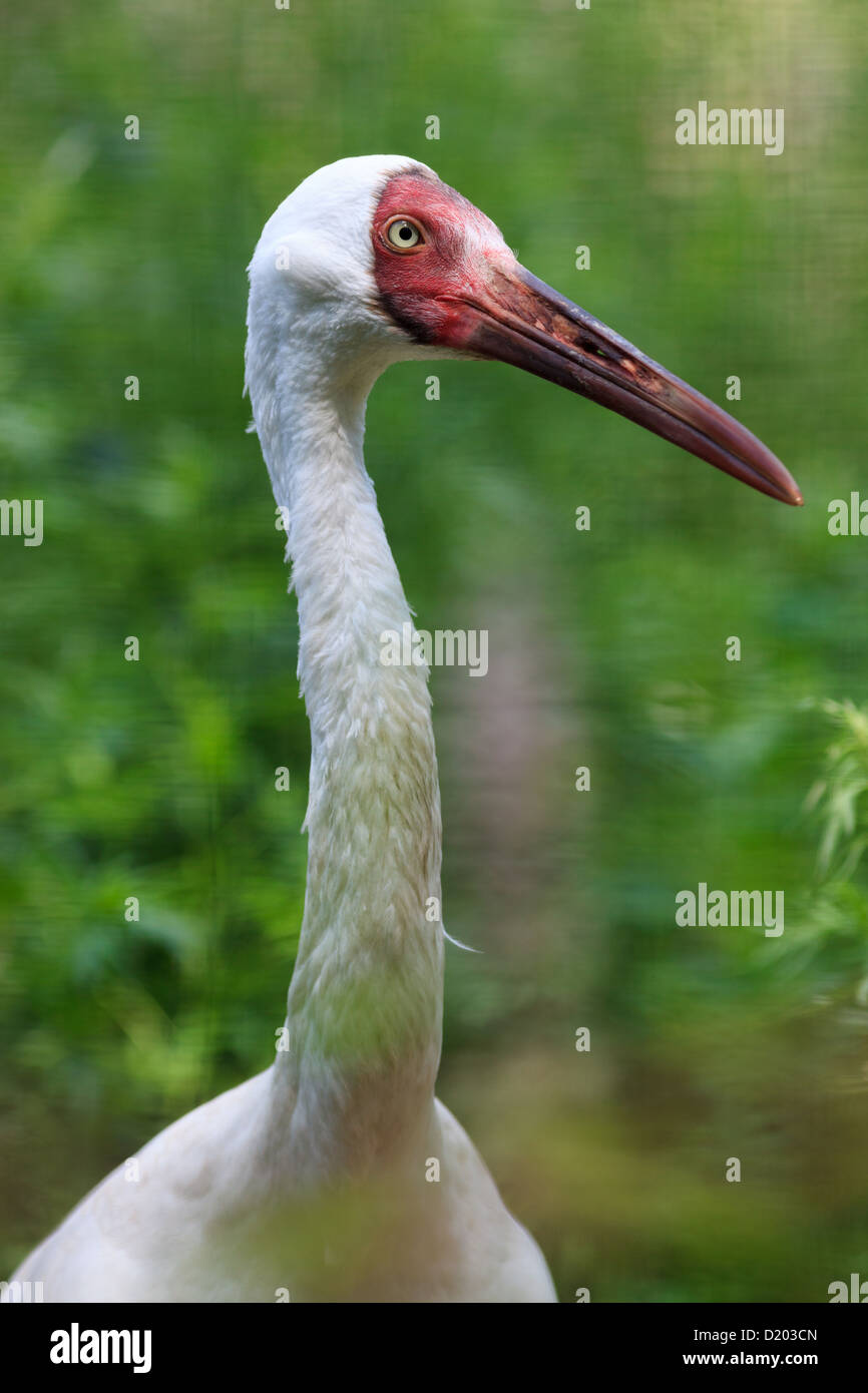 Grus leucogeranus (Leucogeranus leucogeranus), la grue blanche de Sibérie. Oiseaux détenus en