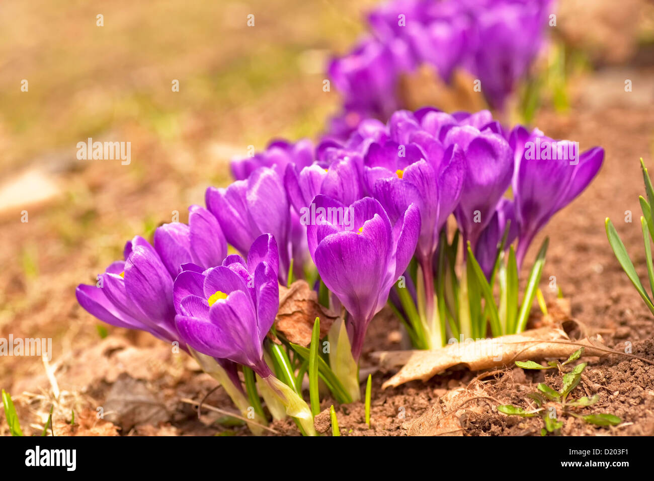 Crocus fleurir dans un jardin au début du printemps. Banque D'Images