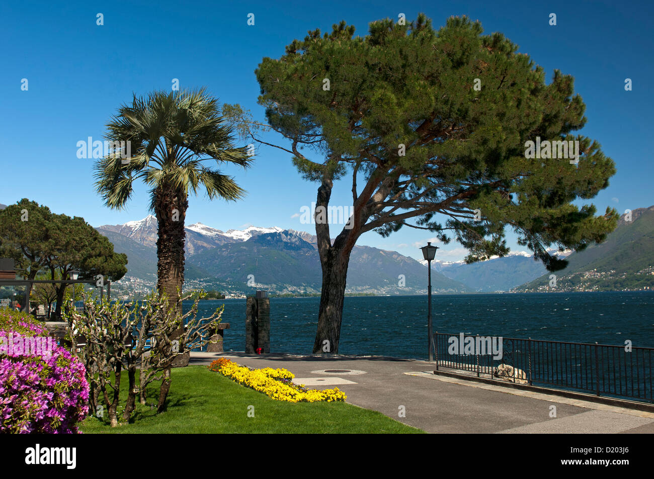 Esplanade du Lac Majeur lac avec Pin Pierre italiens et plam arbres d'Ascona, Tessin, Suisse Banque D'Images