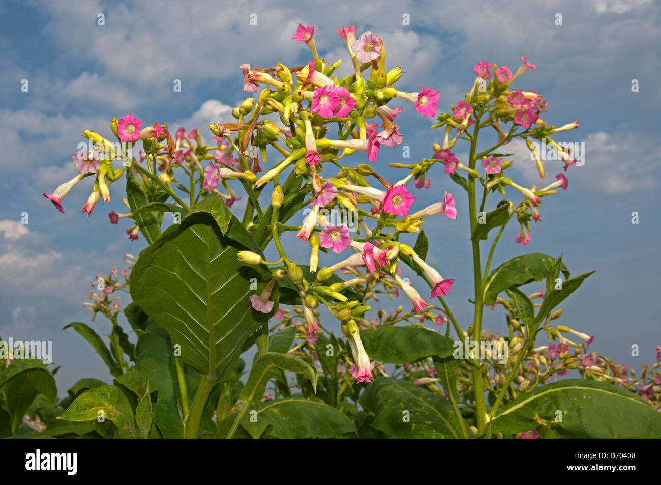 Commune de floraison du tabac (Nicotiana tabacum) Banque D'Images