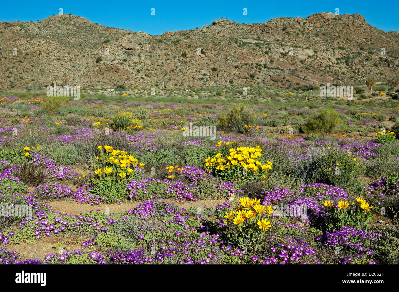 Affichage de fleurs de printemps dans la Réserve Naturelle Goegap, Namaqualand, Afrique du Sud Banque D'Images