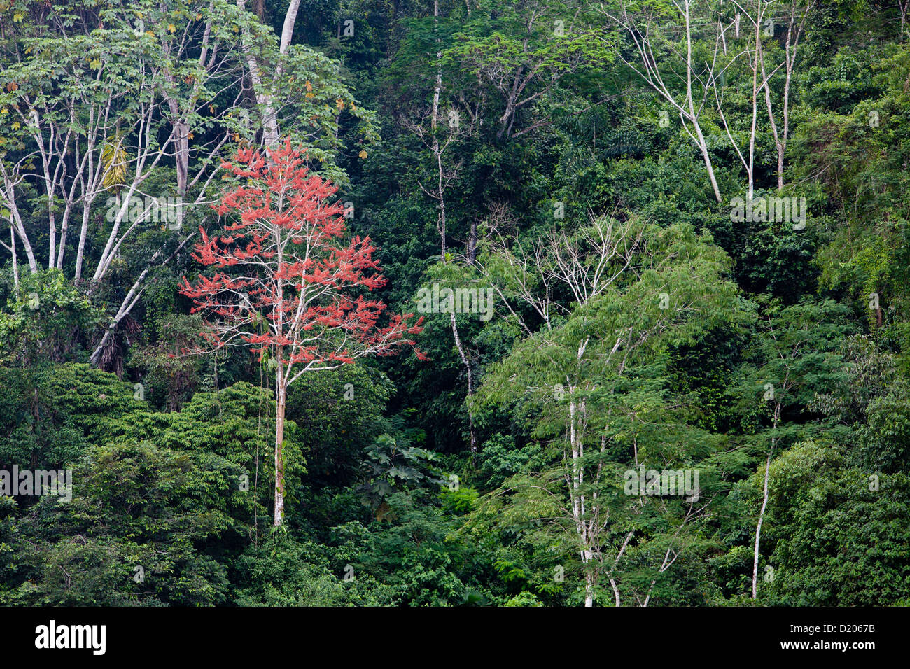 Red Tree dans la forêt tropicale, Rio Napo, Amazon, Equateur, Amérique du Sud Banque D'Images
