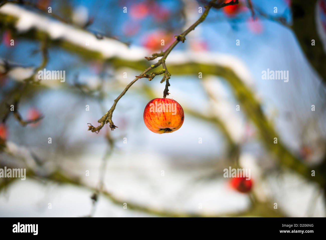 Apple Tree Weingarten Allemagne Bade-Wurtemberg Banque D'Images