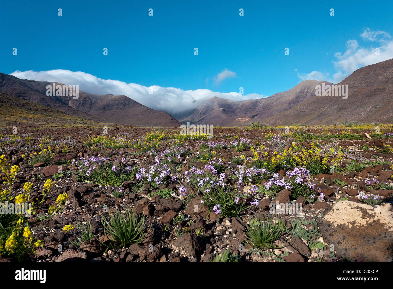 Les fleurs de printemps dans les montagnes, Maczio de Jandia, Jandia peninsula, Fuerteventura, Îles Canaries, Espagne Banque D'Images