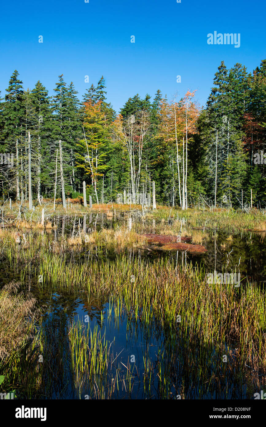Marsh scenic, l'Acadia National Park, Maine, USA Banque D'Images