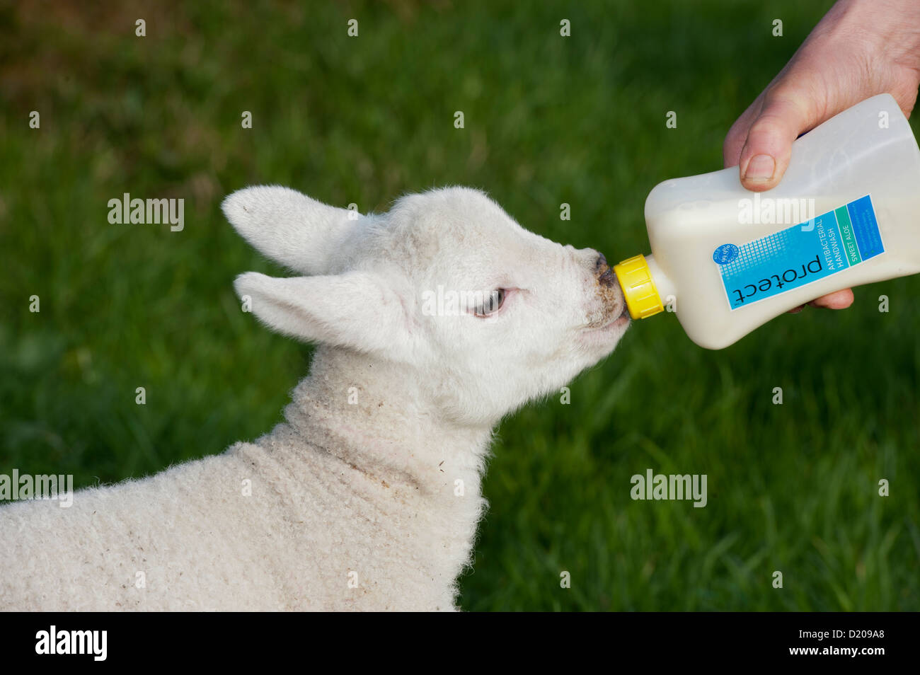 Alimentation Berger agneau animal avec une bouteille de lait. Banque D'Images