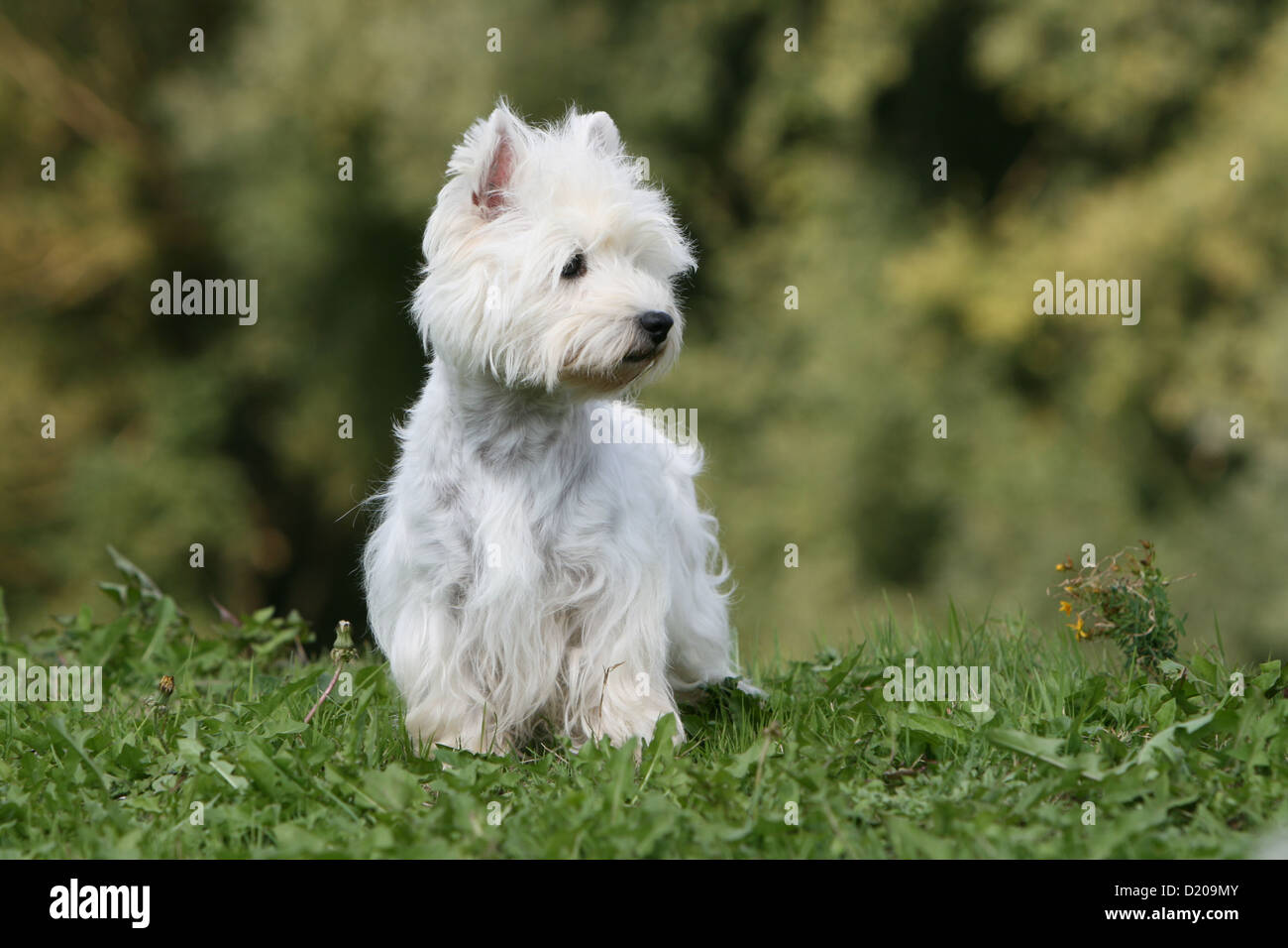 Chien West Highland White Terrier Westie / profil permanent adultes Banque D'Images