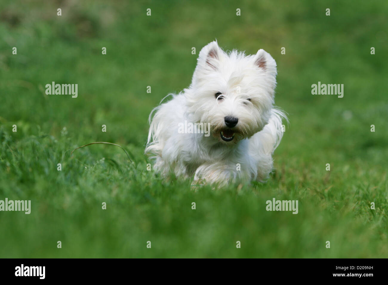 Chien West Highland White Terrier Westie / fonctionnement adultes Banque D'Images