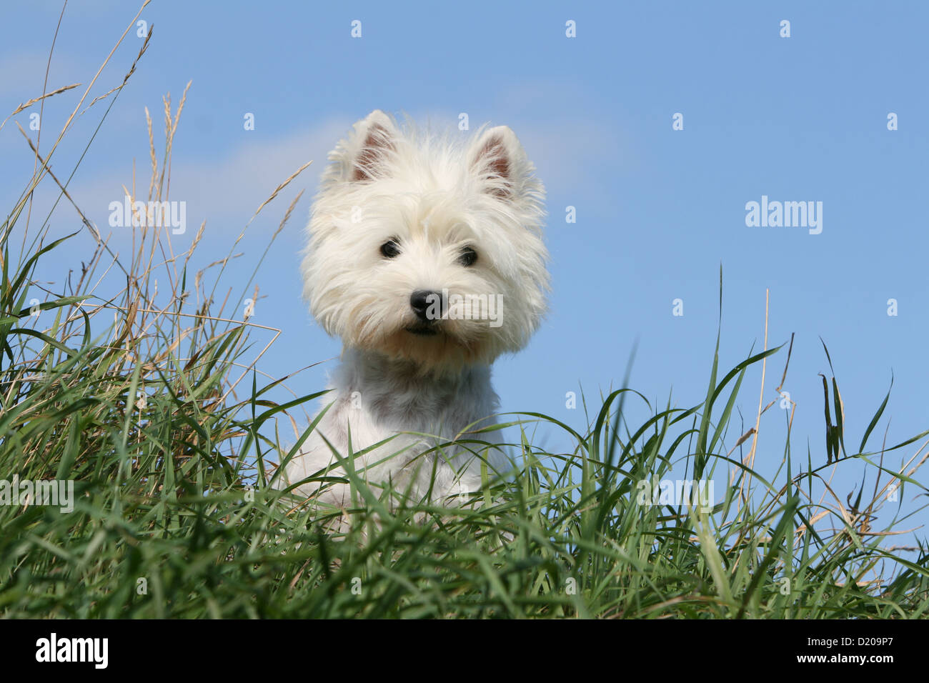 Chien West Highland White Terrier Westie / séance adultes Banque D'Images