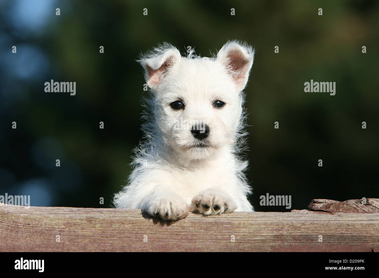 West Highland White Terrier chien / chiot Westie sur un bois Banque D'Images